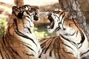 tigres jigsaw puzzle