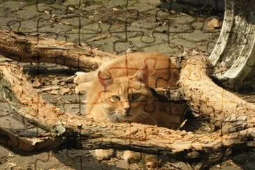 פאזל של CAT: NOCCIOLINO