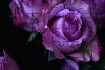 Purple Rose jigsaw puzzle