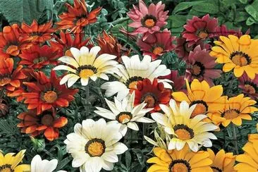 flor