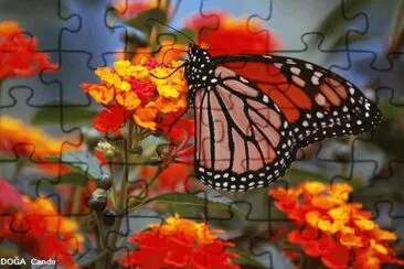 borboleta jigsaw puzzle