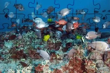 ARRECIFE AL NORESTE DE HAWAY jigsaw puzzle