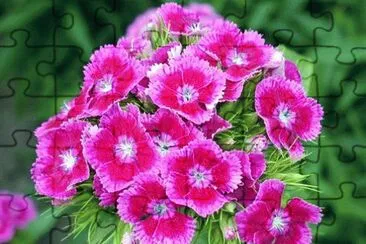 Flowers jigsaw puzzle