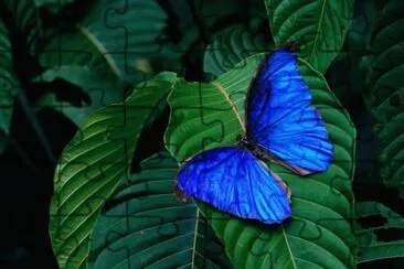 Blue Butterfly
