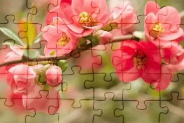 פאזל של Flowers