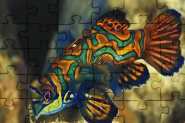 Mandarinfish jigsaw puzzle