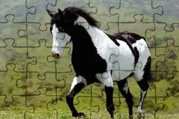 Belo Cavalo