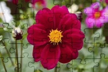 Dalia