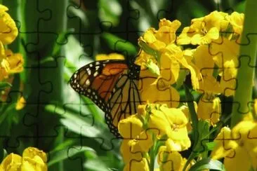 Butterfly and Daffodils
