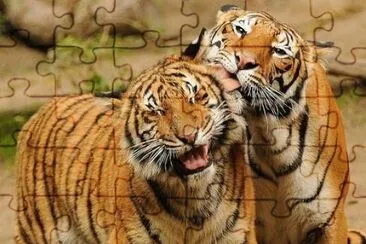 tigres jigsaw puzzle