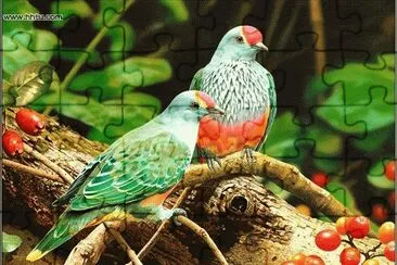 aves jigsaw puzzle