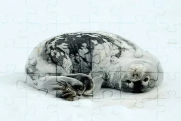 winter jigsaw puzzle