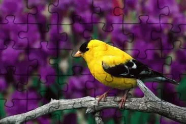 American Goldfinch