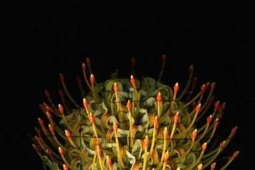 פאזל של Pincushion Protea