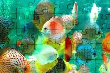 peixes