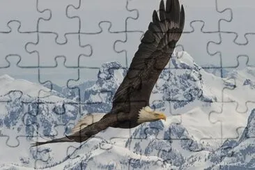 aguila en los andes