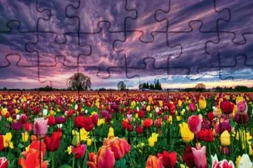 Tulipfield in the afternoon