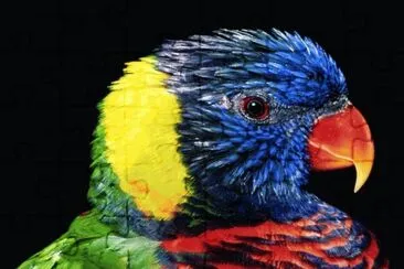 Colorful Parrot