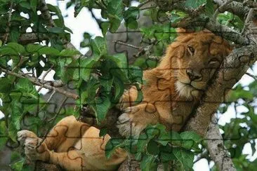 just lion around jigsaw puzzle