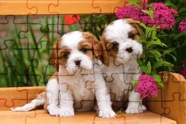 Puppies jigsaw puzzle