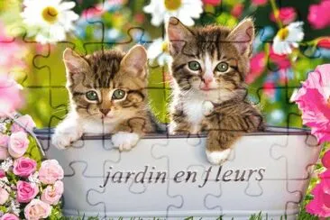 Kittens