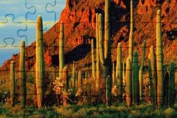 Saguaro 's  Arizona