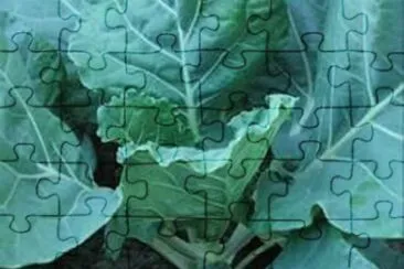 Couve jigsaw puzzle