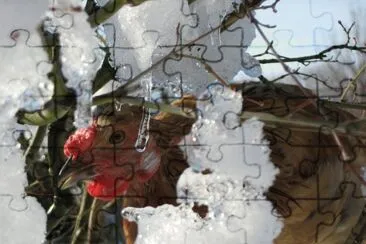 CIKO_NEVE