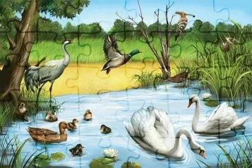 animais