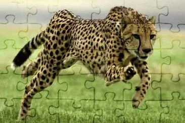 פאזל של guepardo,en accion