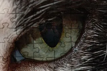 פאזל של ojos de gato