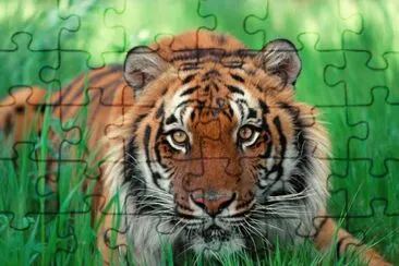 tigres-3jpg jigsaw puzzle