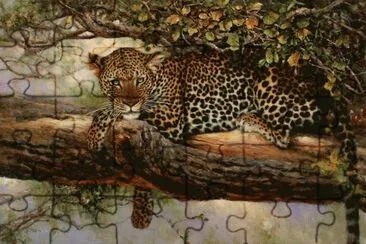 פאזל של leopardo agazapado