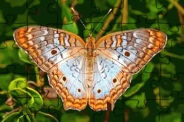 Borboleta