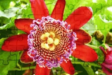 Flor de Maracuja jigsaw puzzle