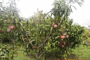 Mangos