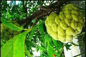 Fruta do Conde