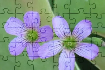 פאזל של èŠ±