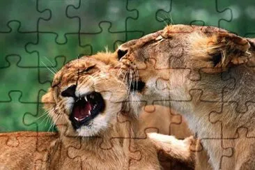 amor maternal