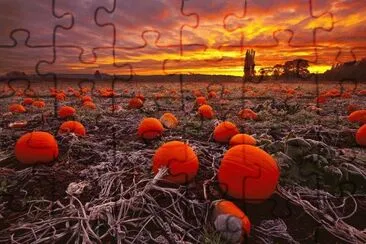 Pumpkins in the Field jigsaw puzzle