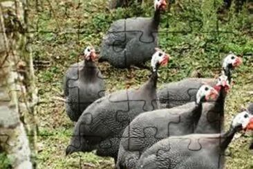 Galinha Angola jigsaw puzzle