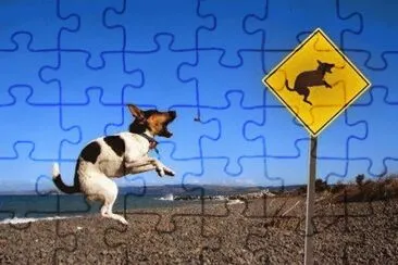 animales jigsaw puzzle