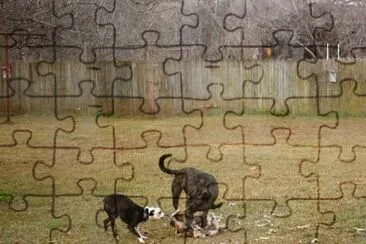 animales
