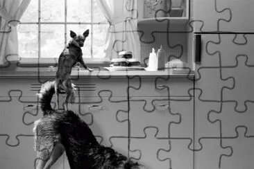 animales