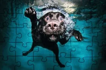 animales jigsaw puzzle