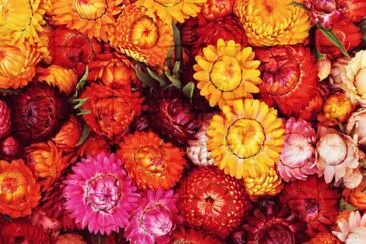 פאזל של Flowers