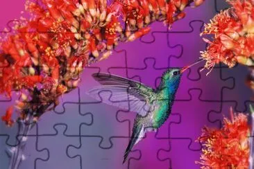 Hummingbird jigsaw puzzle