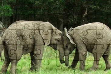 Knysna Ellies