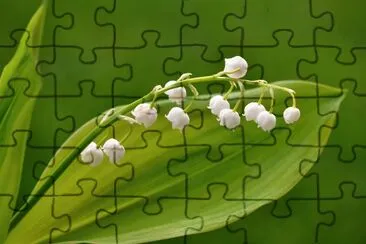 Lily of the Valley jigsaw puzzle