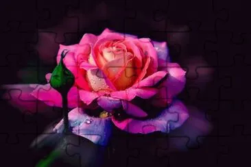 Rose jigsaw puzzle